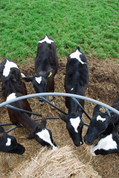 Calves at hay ring